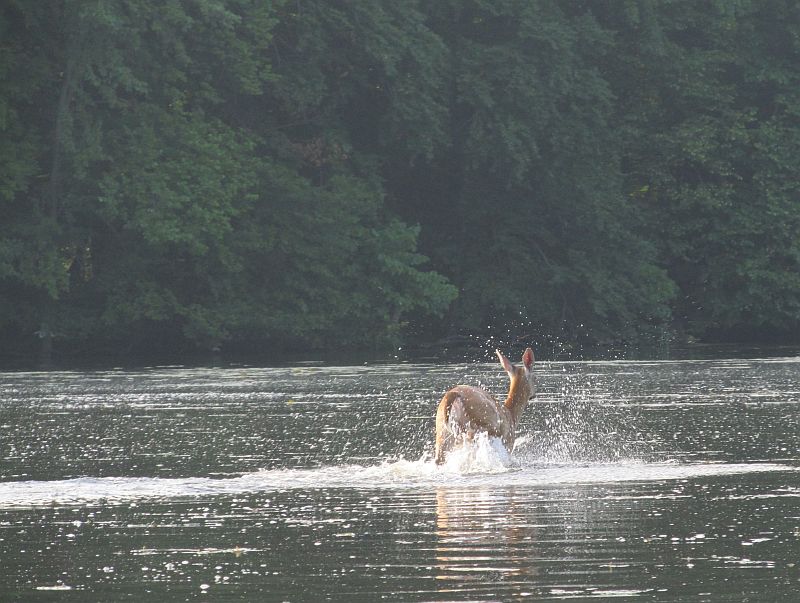 deer_playing_in_the_river_July_19_2001_c_r.jpg