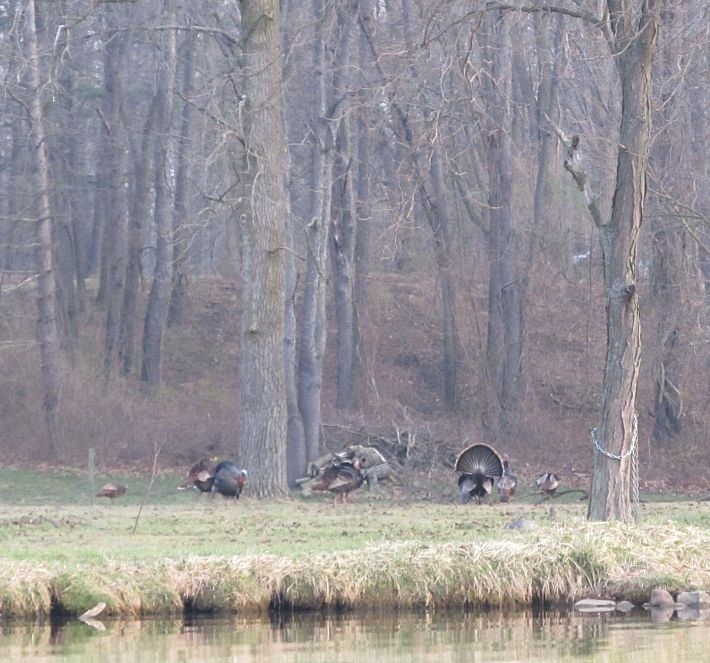 turkeys_March_18_2012_c_r.jpg