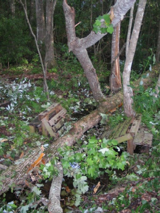 Bridge damaged by tree trunk.jpg