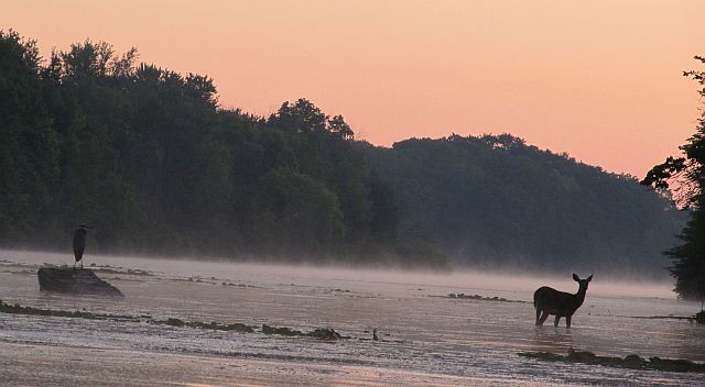 heron_and_deer_Aug_1_2012_c_r.jpg