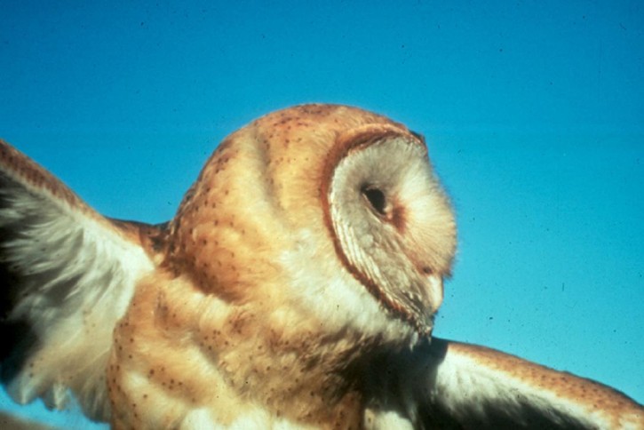 barn-owl-bird-in-flight_w725_h484.jpg