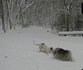 snow frolic.jpg